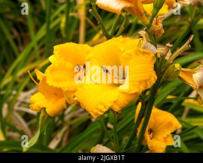 Giallo Hemerocallis giorno varietà Bakabana fioritura in un giardino Foto Stock