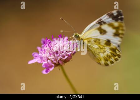 Piccola farfalla arroccata su un fiore blu selvatico e prendere il nettare fiore, foto macro. Foto Stock