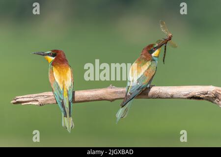 Due European Bee-eater (Merops apiaster) arroccati sul ramo con una libellula nel suo becco. Bickensohl, Kaiserstuhl, Germania. Foto Stock