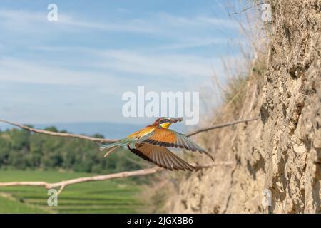 Apicologeo europeo in volo di fronte alla colonia nidificante. Kaiserstuhl, Germania. Foto Stock