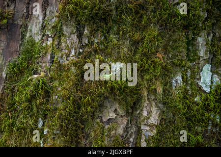 Tessitura goffrata della corteccia marrone di un albero con muschio verde e lichen su di esso. Esteso panorama circolare della corteccia di una quercia. Foto Stock