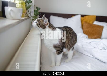 Tazza gatto grigio tabby