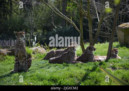 Una coalizione di ghepardi seduti a terra nello zoo Foto Stock