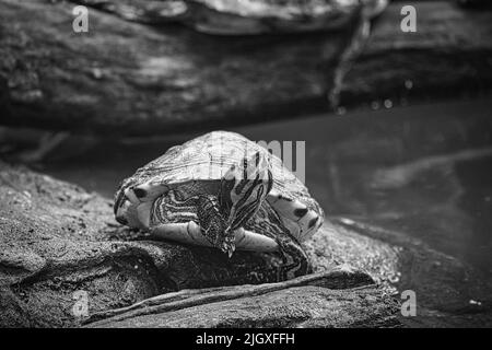 Tartaruga gialla-ghepardo su una roccia su terra che si crogioli. La specie di tartaruga è un animale domestico popolare. Foto animale Foto Stock