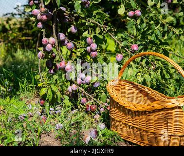 Prugne mature su un ramo di albero nel frutteto. Azienda agricola biologica o giardino di casa Foto Stock