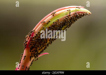 I germogli di fiori sono riempiti di formiche nere, succhi di piante per le formiche a pascolare su Foto Stock