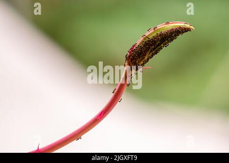 I germogli di fiori sono riempiti di formiche nere, succhi di piante per le formiche a pascolare su Foto Stock