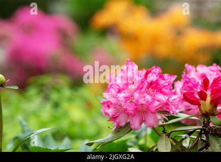 Enorme incredibile fiore rosa di rododdendron cespuglio in giardino giapponese a Leverkusen a metà maggio iin Nord Reno Westfalia. Sfondo sfocato di teleph Foto Stock