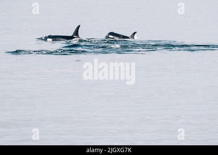 Due delle balene Killer residenti nel sud nel mare di Salish Foto Stock