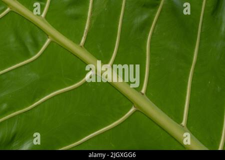 Le foglie della pianta del taro sono ampie e fresche di verde, utilizzate come decorazioni per il giardino domestico Foto Stock