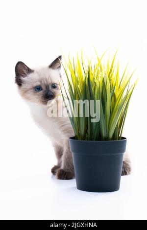 Un piccolo gattino di Siamese morbido vicino ad una pentola con un fiore verde. Erba e vitamine per il gatto. Foto di alta qualità Foto Stock