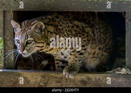 Gatto di Geoffroy (Leopardus geoffroyi / Oncifelis geoffroyi), originario del Sud America meridionale e centrale, in recinto allo zoo Parc des Félins, Francia Foto Stock