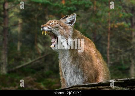 Lynx siberiana orientale (Lynx lynx wrangeli / Lynx lynx cervicaria) sbadiglio nella foresta, che mostra bocca aperta con fangs grandi / canini, nativo della F russa Foto Stock