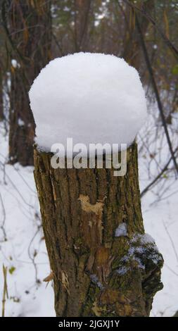 Il moncone in una foresta invernale con un cappuccio di neve Foto Stock