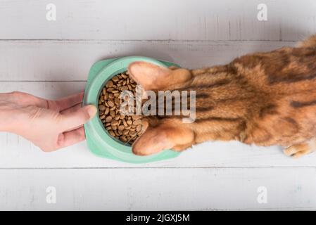 Una mano con una ciotola di cibo tiene fuori il cibo ad un gatto. Nutrire un gatto domestico Foto Stock