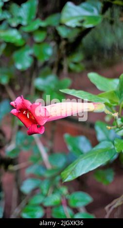 Primo piano di bellissimi fiori e germogli di Amphilophium buccinatorium noto anche come messicano fiore di sangue, tromba ecc Vine pianta usato per decorare il tetto. Foto Stock