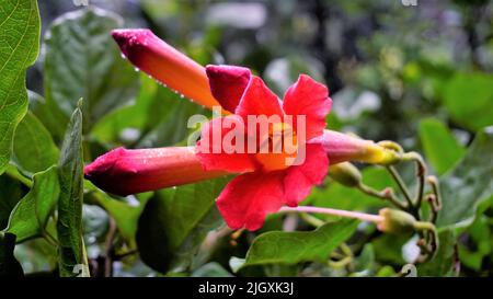 Primo piano di bellissimi fiori e germogli di Amphilophium buccinatorium noto anche come messicano fiore di sangue, tromba ecc Vine pianta usato per decorare il tetto. Foto Stock