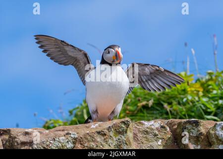 L'Atlantic Puffin si erge sul bordo della scogliera con le ali allungate. Espressione felice e comica. Isola di lunga, Scozia, Regno Unito Foto Stock