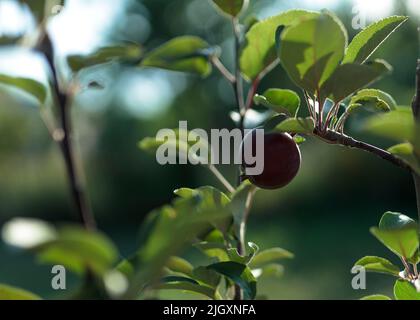 Il germe di una mela su un ramo su uno sfondo di Bush sfocato Foto Stock