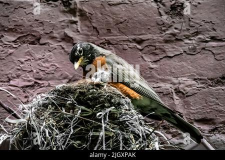 Wild Adult American Robin, Turdus migratorius, con due grandi pulcini pronti a volare nel nido in un cortile di New York City, New York, Stati Uniti Foto Stock