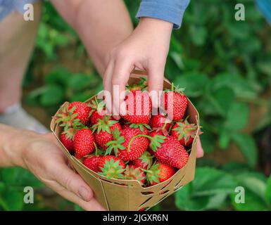 Le mani di una donna anziana tengono una scatola di fragole fatte in casa, una mano del bambino prende le fragole dalla scatola. Raccolta di fragole fatta in casa Foto Stock