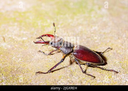 Coleottero europeo, Lucanus cervicus, maschio con grandi mandibole primo piano, macro animale selvatico in Spagna, Europa Foto Stock