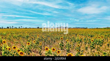 Girasoli che fioriscono su campo agricolo su sfondo blu cielo nuvoloso durante la giornata estiva soleggiata, nessuna gente. Spagna Foto Stock