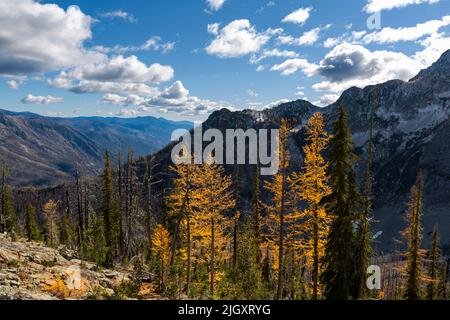 WA21708-00...WASHINGTON - si affaccia su miglia di foresta brunt dal fuoco della foresta nella Entat River Valley dal Cow Creek Trail. Foto Stock