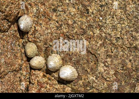 Limmet. Una lumache acquatriche di mare attaccate ad una roccia sulla costa del Regno Unito a bassa marea. Foto Stock