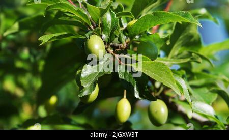Bacche di prugne verdi Spice su rami di albero Foto Stock