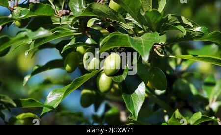 Bacche di prugne verdi Spice su rami di albero Foto Stock
