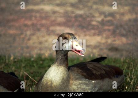 Un'anatra molto amichevole in posa per la macchina fotografica Foto Stock