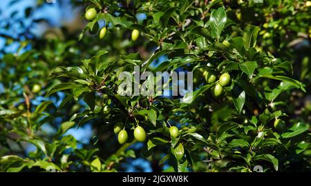 Bacche di prugne verdi Spice su rami di albero Foto Stock