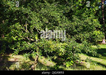 Bacche di prugne verdi Spice su rami di albero Foto Stock