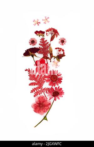 Disegno di fiori secchi pressati isolato su sfondo bianco Foto Stock