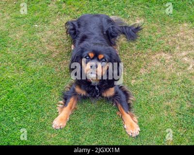 Cavalier King Charles Spaniel ritratto Foto Stock