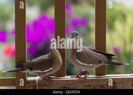 Un bel colpo di due colombe bianche in piedi sul legno con recinzione sullo sfondo Foto Stock