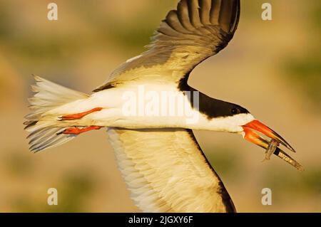 Skimmer nero. Rynchops Niger. Contea di Nassau, New York. Primo piano skimmer nero, in volo, con pesci, sopra i terreni costieri nidificanti. Foto Stock