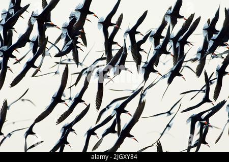 Skimmer nero. Rynchops Niger. Contea di Nassau, New York. Gregge nero skimmer in volo, a mezzogiorno tardo pastello luce sopra costiero nesting terreni. Foto Stock