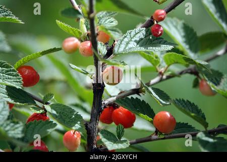 Ciliegie Spice su rami di albero Foto Stock