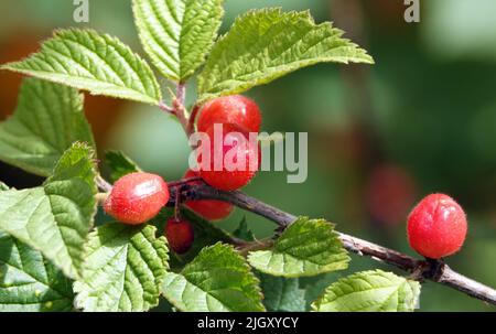 Ciliegie Spice su rami di albero Foto Stock