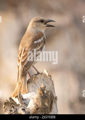 Un colpo verticale di un uccello di petronia (Gymnoris xanthocollis) a spalla di castagno con becco aperto Foto Stock