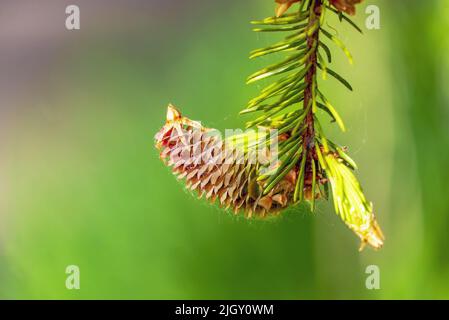 Coni di abete che crescono vicino su un ramo con aghi. Frutti nuovi di un albero di conifere. Foto Stock