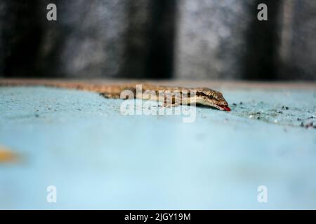 Asian House Lizard (hemidactylus) o gecko comune sul tavolo blu Foto Stock