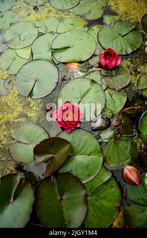 Lily pads e fiori sullo stagno ancora Foto Stock