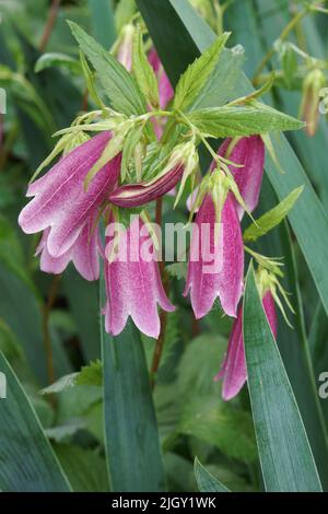 Avvistato campanula (Campanula punctata) Foto Stock