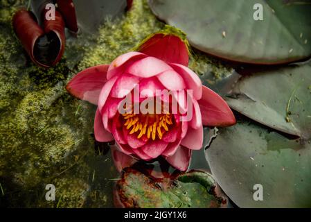 Lily pads e fiori sullo stagno ancora Foto Stock