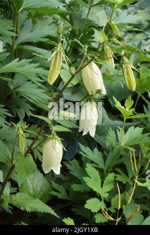 Avvistato campanula (Campanula punctata) Foto Stock