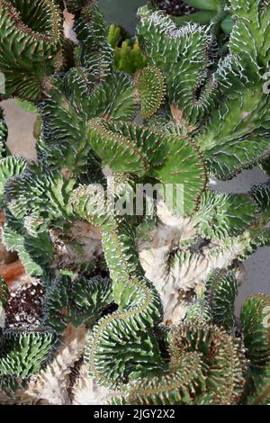 Cactus corallo (Euphorbia lactea 'Cristata'). Chiamato anche elkhorn Crested Foto Stock