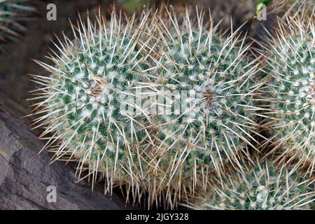 Gufo-eye pincushion (Mammillaria parkinsonii). Chiamato anche il cactus di Owl-eye e gli occhi di Owl Foto Stock